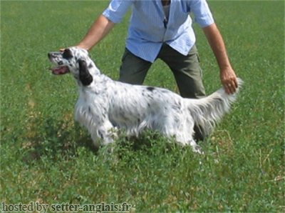 Setter Anglais ASSYA DELLA BASSANA Setter Anglais ASSYA DELLA BASSANA